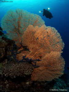 Sea fan by Stéphane Primatesta 